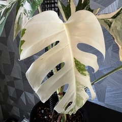 【観葉植物】✨大株✨モンステラホワイトタイガーの画像