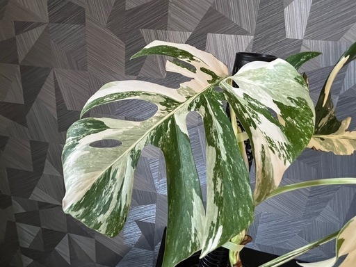 ⭐️お譲り先決定❗️✨?✨【観葉植物】✨大株✨モンステラホワイトタイガー