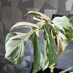 【観葉植物】✨大株✨モンステラホワイトタイガーの画像
