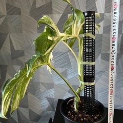 【観葉植物】✨大株✨モンステラホワイトタイガーの画像