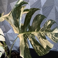 【観葉植物】✨大株✨モンステラホワイトタイガーの画像