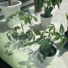 観葉植物の画像