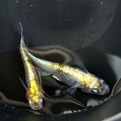 【花魁】メダカ めだか若魚 5匹セット（親は花魁模様・無選別）の画像