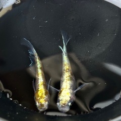 【花魁】メダカ めだか若魚 5匹セット（親は花魁模様・無選別）の画像