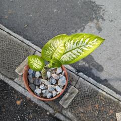 観葉植物の画像