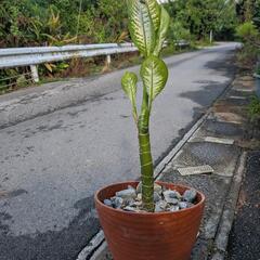 観葉植物の画像