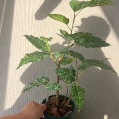 アスペラパーセリーの画像