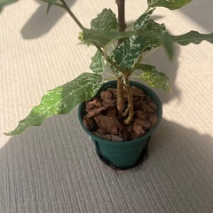 アスペラパーセリーの画像