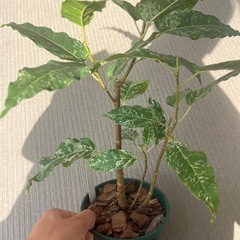 アスペラパーセリーの画像