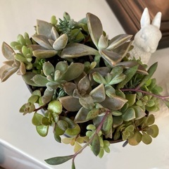 グレーアンティーク缶多肉寄せ植えの画像