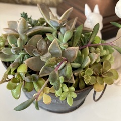 グレーアンティーク缶多肉寄せ植えの画像