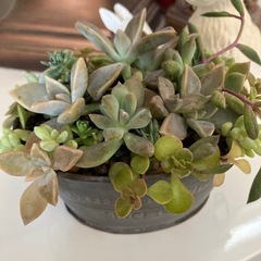 グレーアンティーク缶多肉寄せ植えの画像