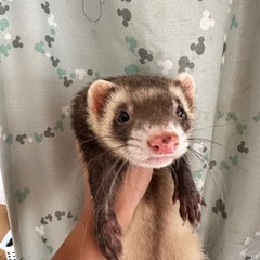 フェレット2匹