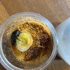 スマトラオオヒラタクワガタ　ペアの画像