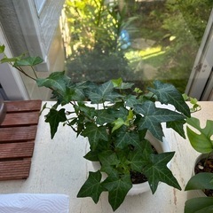 🌿ヒメモンステラ&へデラ🌿の画像
