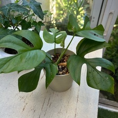 🌿ヒメモンステラ&へデラ🌿の画像