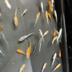 【めだか】【メダカ】ミックス　30匹 1000円の画像