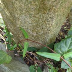 決まりました))　　灯籠　の画像