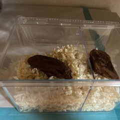 国産オオクワガタペア！✨シンママお子様✨の画像