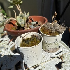 テラコッタ植木鉢など多数の画像