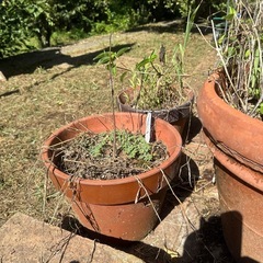テラコッタ植木鉢など多数の画像