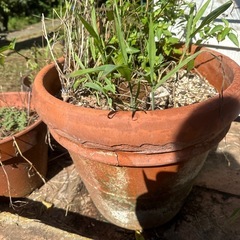 テラコッタ植木鉢など多数の画像