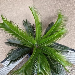ソテツ　鉢付き　約　90㎝× 90㎝の画像