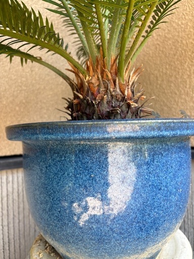 ソテツ　鉢付き　約　90㎝× 90㎝