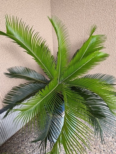 ソテツ　鉢付き　約　90㎝× 90㎝