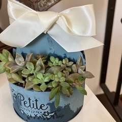 ブルーアンティーク缶多肉寄せ植えの画像