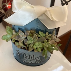 ブルーアンティーク缶多肉寄せ植えの画像