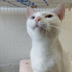 白猫オッドアイ女の子推定1歳里親さん探しています。 − 千葉県