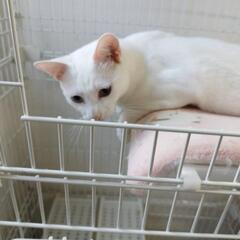 白猫オッドアイ女の子推定1歳里親さん探しています。