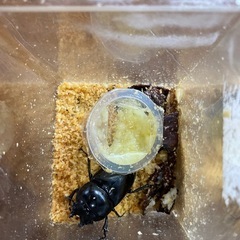 タランドゥスオオツヤクワガタ　♀2匹の画像