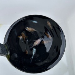 だるまメダカ　20匹の画像