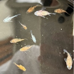 だるまメダカ　20匹の画像