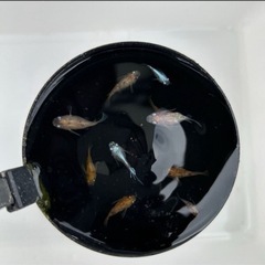だるまメダカ　20匹の画像