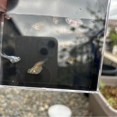 だるまメダカ　20匹の画像
