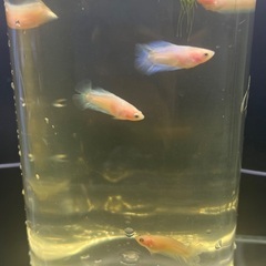 2cm 赤ちゃんベタ 1匹350円　100匹で15000円の画像