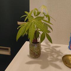 観葉植物×2点・毛玉クリーナー×1点セットの画像