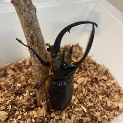 ネプチューンオオカブト１ペア➕羽パカメス一頭の画像