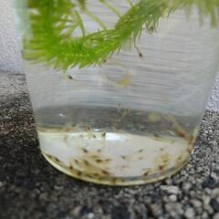 エビの画像