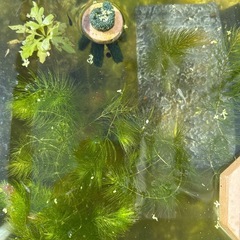 水草の画像