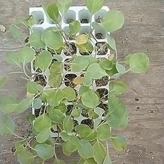 キャベツの苗の画像