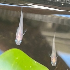 メダカ30匹の画像