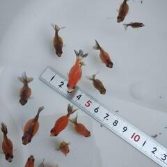 ピンポンパール　ちょうちんパール　稚魚　10匹500円　20匹800円　30匹1100円　残り約50匹の画像