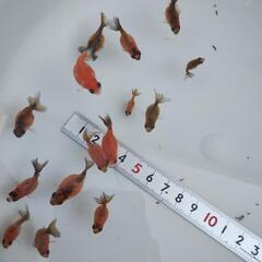ピンポンパール　ちょうちんパール　稚魚　10匹500円　20匹800円　30匹1100円　残り約50匹の画像