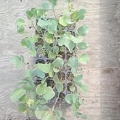 ブロッコリーの苗の画像