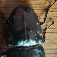 テイオウヒラタクワガタペア小さいけどテイオウヒラタクワガタの画像
