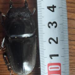 テイオウヒラタクワガタペア小さいけどテイオウヒラタクワガタの画像